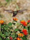 Views of the flight of a hummingbird over the flowers Royalty Free Stock Photo