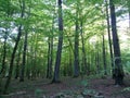 Summ Forest walk in the evening with last sunlight