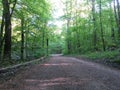 Summer Forest walk in the evening with last sunlight