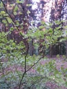 Summer Forest walk in the evening with last sunlight