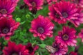 Photography of African daisies, with drops of water, pink color in a garden