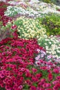 Photography of African daisies, pink, red, yellow, white, purple color in a garden Royalty Free Stock Photo