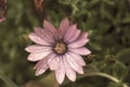 Photography of African Daisy with water drops in a garden