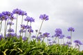 Photography of the agapanthus flower which originates from south africa Agapanthus blue flowers. Royalty Free Stock Photo