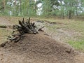 Photography of an anthill with trees in the background