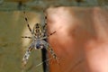 Photography of Araneus diadematus spider Royalty Free Stock Photo