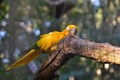 Photography ararajuba bird, symbol of Brazil