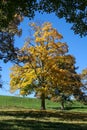 autumn tree meadow Royalty Free Stock Photo