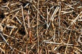 Much small ants in its house anthill