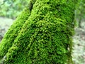 Photography background image of green moss