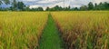 Photography background image nature of rice farming land