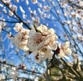 Apricot tree flowers blooming in early spring Royalty Free Stock Photo