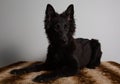 Photography of a groenendael dog Royalty Free Stock Photo