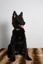 Photography of a groenendael dog Royalty Free Stock Photo