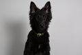 Photography of a groenendael dog Royalty Free Stock Photo