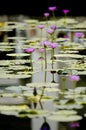 Photography of beautiful lotus blooming in a pool. Royalty Free Stock Photo