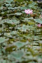 Photography of beautiful lotus blooming in a pool. Royalty Free Stock Photo