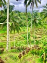 Tall palms among rice terras