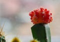 Beautiful red bulbed cactus photography