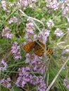 Yellow butterfly sitting on purple flowers Royalty Free Stock Photo