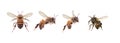 Photography of various bees isolated on white background Royalty Free Stock Photo