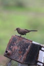 Photography of a bird Royalty Free Stock Photo