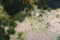 a photography of a bird's eye view of a green area, coat - of - mail shell on the ground with moss and algae