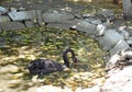 Photography of black swan Cygnus atratus