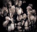 Wool Grass in black and white shot
