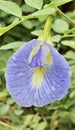 a photography of a blue flower with a yellow center, lycaenid butterfly on a blue flower with green leaves