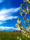 Photography of blue sky and tree with flowers Royalty Free Stock Photo