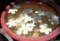 a photography of a bowl of water with white flowers floating in it, flowerpot with water in it on a table with rocks Royalty Free Stock Photo