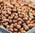 a photography of a box of chestnuts with a lot of nuts, horse chestnuts in a metal container on a table Royalty Free Stock Photo