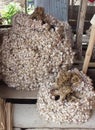 a photography of a bunch of garlic sitting on top of a wooden table, woollens and garlic are piled on a pallet in a market Royalty Free Stock Photo