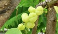 a photography of a bunch of grapes hanging from a tree, figurines of grapes on a tree branch with green leaves Royalty Free Stock Photo