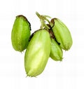 a photography of a bunch of green fruits on a branch, capitulum fruits on a branch with white background