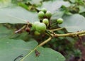 a photography of a bunch of green fruits on a tree, pismires on a tree branch with green leaves and small fruits Royalty Free Stock Photo