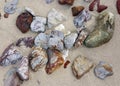 a photography of a bunch of rocks and stones on a beach, conch shells and rocks on the sand of a beach Royalty Free Stock Photo