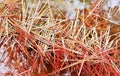 a photography of a bunch of sticks sticking out of a pond, there is a close up of a bunch of sticks in a pond