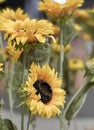 a photography of a bunch of sunflowers with a blurry background, daisy flowers in a vase with a blurry background