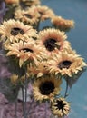 a photography of a bunch of sunflowers in a vase, daisy flowers in a vase on a table with a blue background Royalty Free Stock Photo