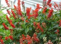 a photography of a bush of red flowers in front of a white house, manufactured home garden with red flowers and green leaves Royalty Free Stock Photo