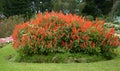 a photography of a bush of red flowers in a garden, flowerpots are growing in a garden with a lawn and trees Royalty Free Stock Photo