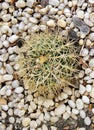 a photography of a cactus plant with long needles on a bed of rocks, flowerpot on a rock bed with pebbles and gravel Royalty Free Stock Photo