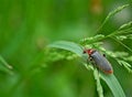 Photography of Cantharis fusca beetle Royalty Free Stock Photo