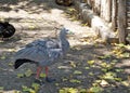 Photography of Cape Barren goose Cereopsis novaehollandiae