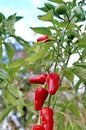 Capsicum annuum red cayenne pepper Royalty Free Stock Photo