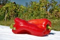 Capsicum annuum red bell peppers Royalty Free Stock Photo