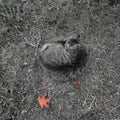 Photography of the cat in black and white colours. Autumn