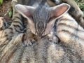 A cat with baby playing through Grass plants